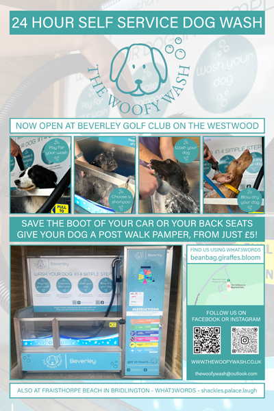 dog washing beverley
